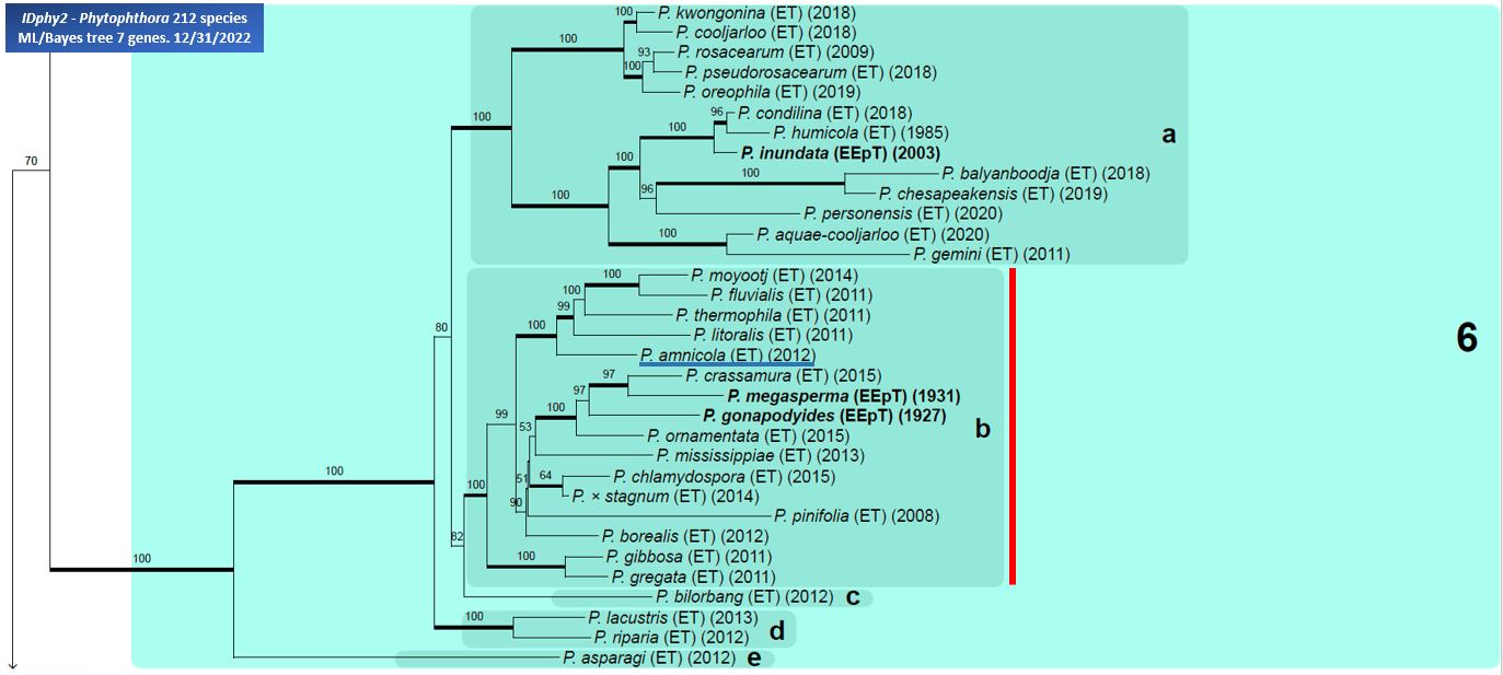    Phytophthora  spp. in subclade 6b:  portion of the seven-loci ML phylogeny featuring the type cultures of 212 described species (by T. Bourret). Notice the position of   P. amnicola  Ex-type CBS 131652 = Samp;T BL 100 . Gloria Abad, USDA Samp;T.
